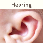 a baby's ear.