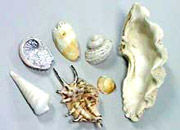 shells.