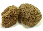 sea sponges.